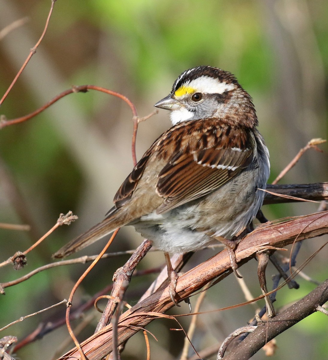 White-throated Sparrow - Frank Mantlik