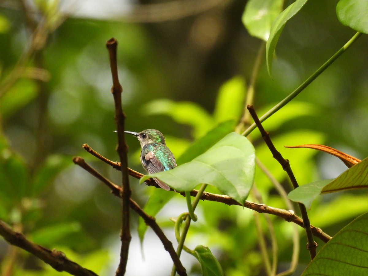 Stripe-tailed Hummingbird - Yoleydi Mejia