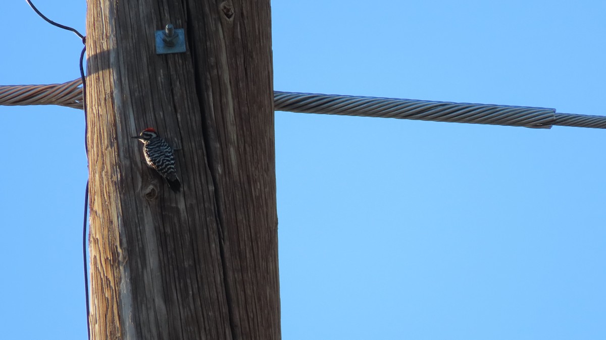 Ladder-backed Woodpecker - ML619095769