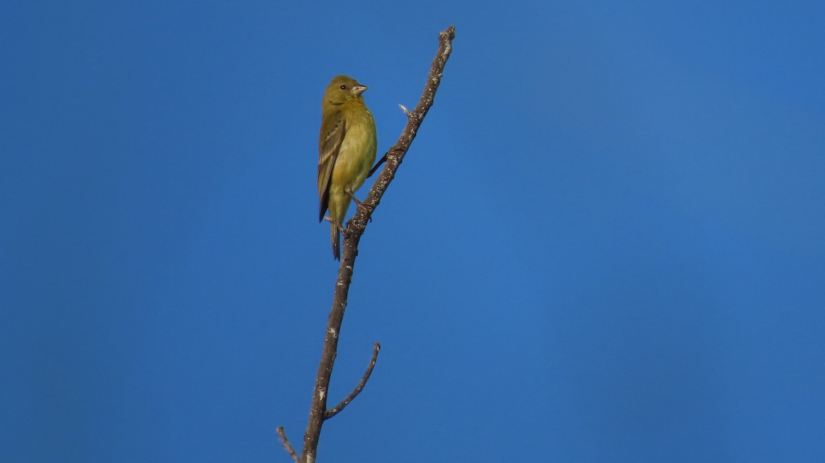 Lesser Goldfinch - Anne (Webster) Leight