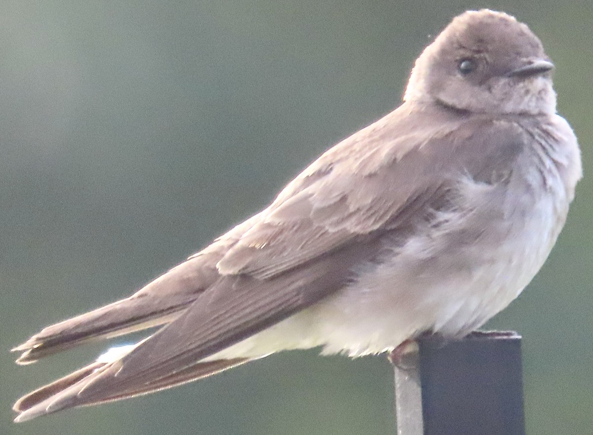 Northern Rough-winged Swallow - Mark Domincovich