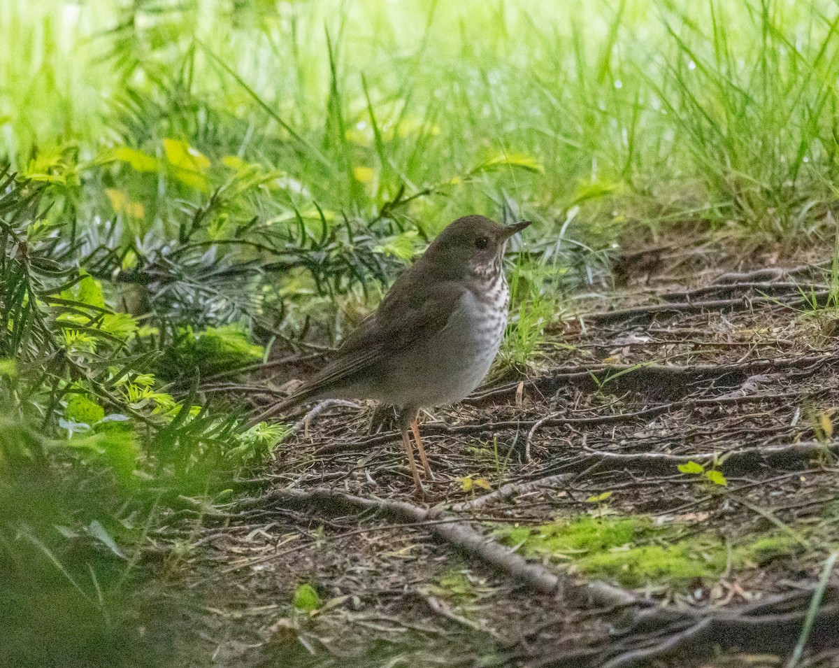 Gray-cheeked Thrush - ML619095799