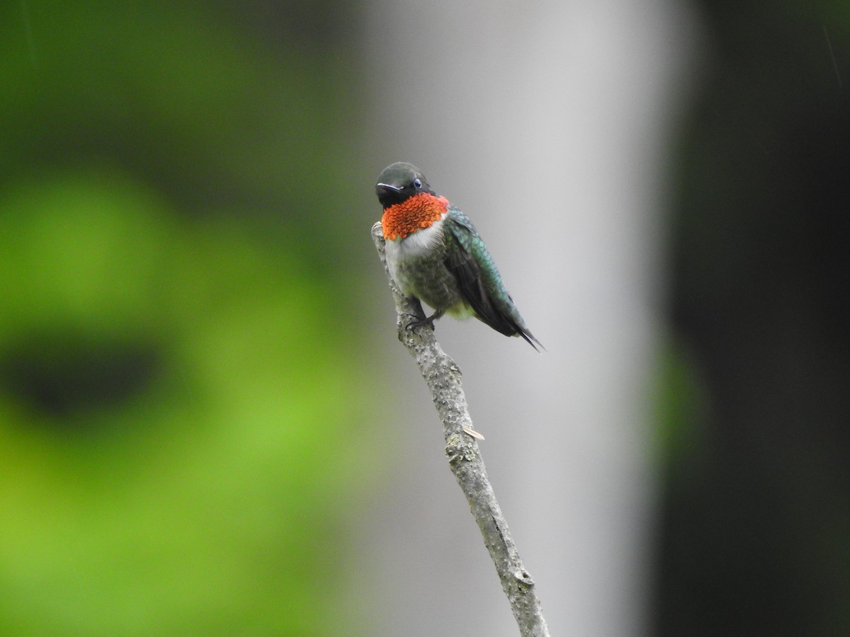 Ruby-throated Hummingbird - leanne grieves