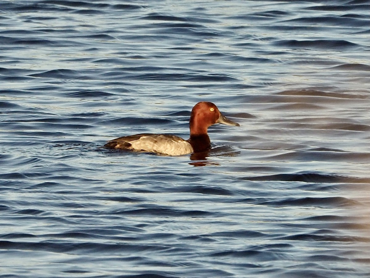 Common Pochard x Ferruginous Duck (hybrid) - ML619095813