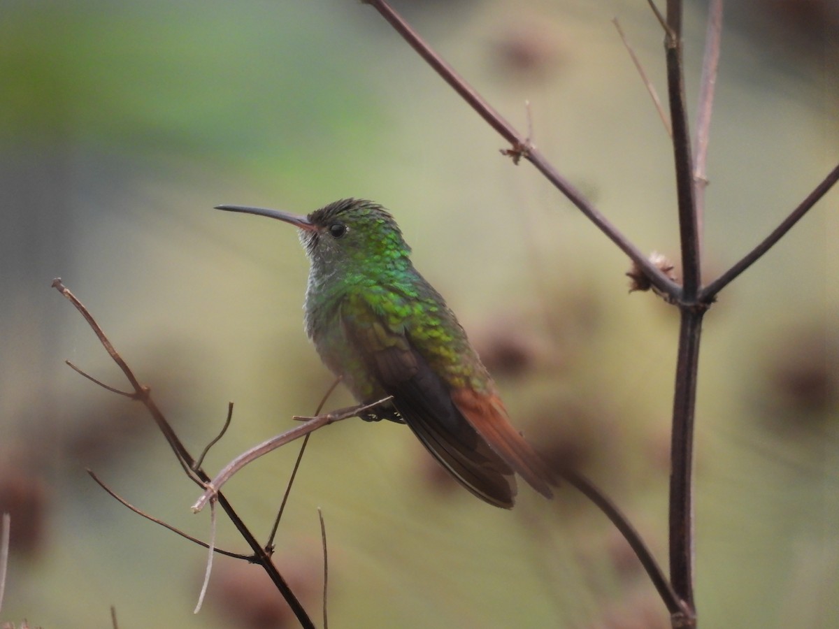 Rufous-tailed Hummingbird - ML619095825