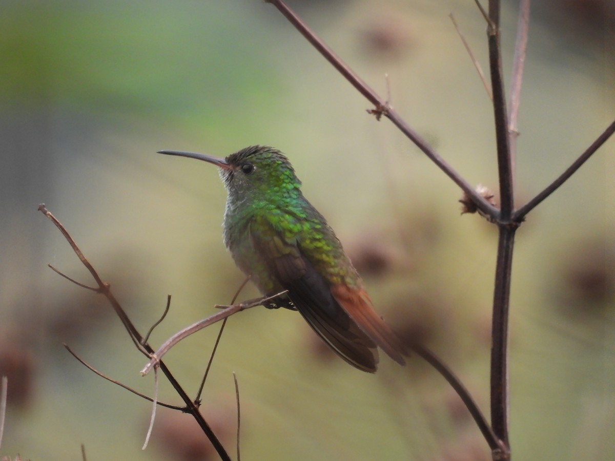 Kızıl Kuyruklu Kolibri - ML619095825