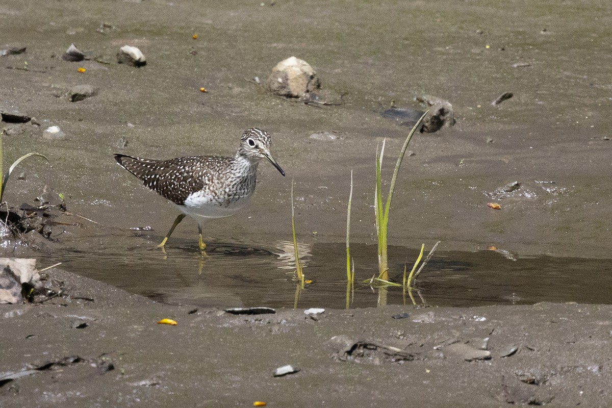 Solitary Sandpiper - Maurice Pitre