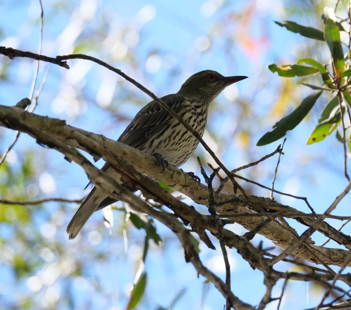 Olive-backed Oriole - Ian Gibson