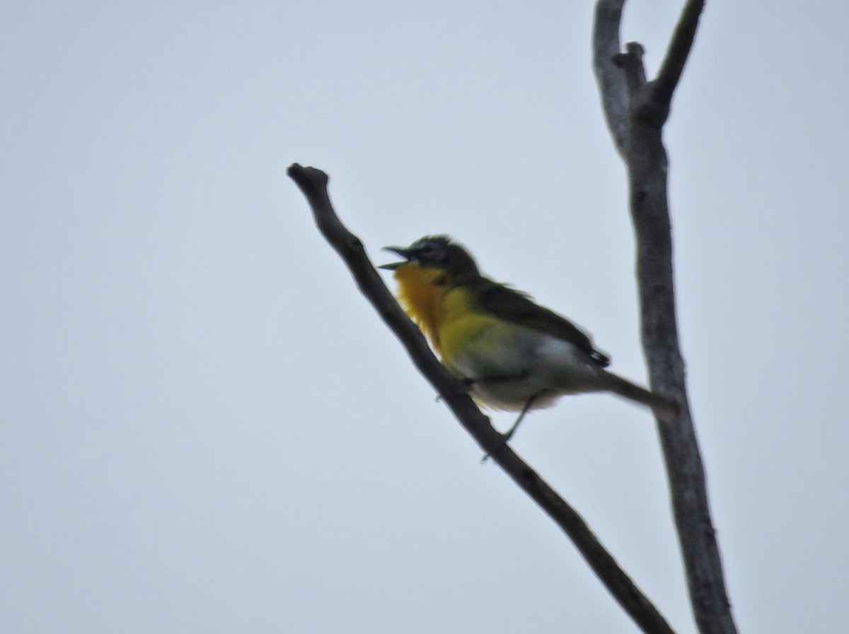 Yellow-breasted Chat - Thomas Schultz