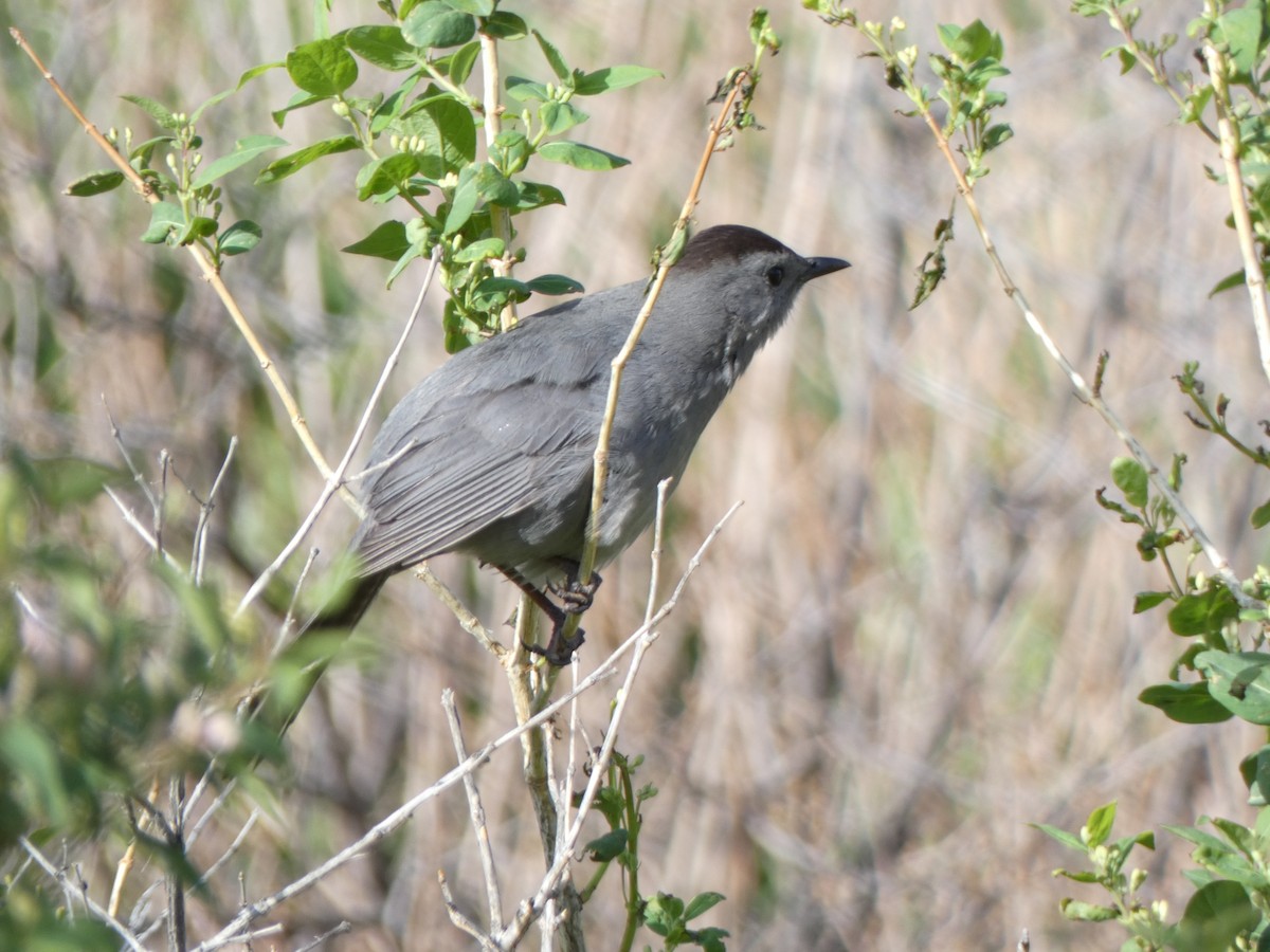 Gray Catbird - Paula Wegert