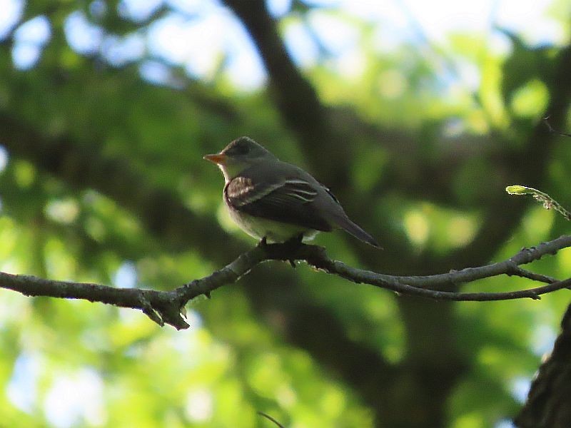 Eastern Wood-Pewee - Tracy The Birder