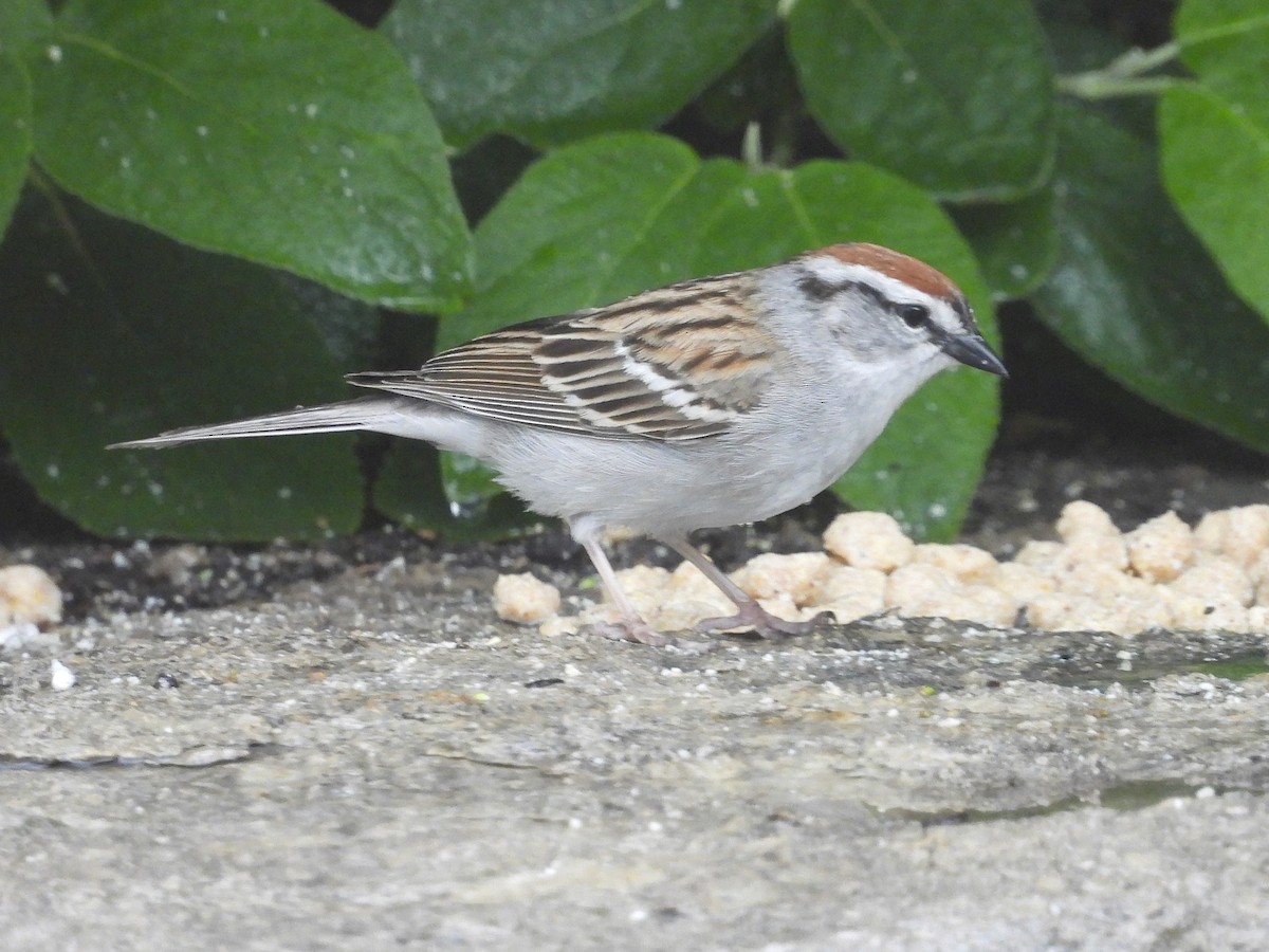 Chipping Sparrow - Hallie Kretsinger
