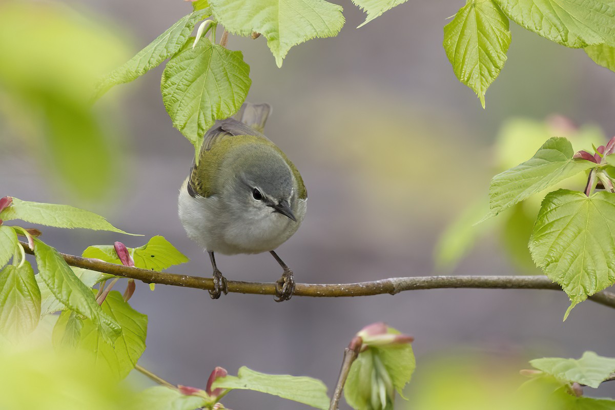 Tennessee Warbler - Maurice Pitre