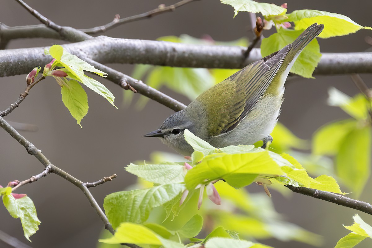 Tennessee Warbler - Maurice Pitre
