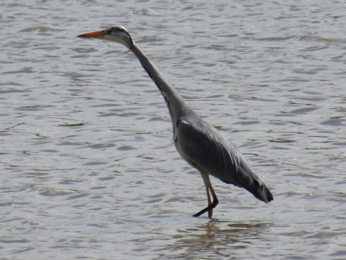 Gray Heron - ML619095912