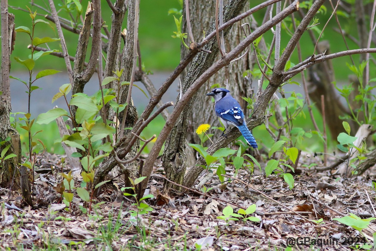 Blue Jay - Guy Paquin