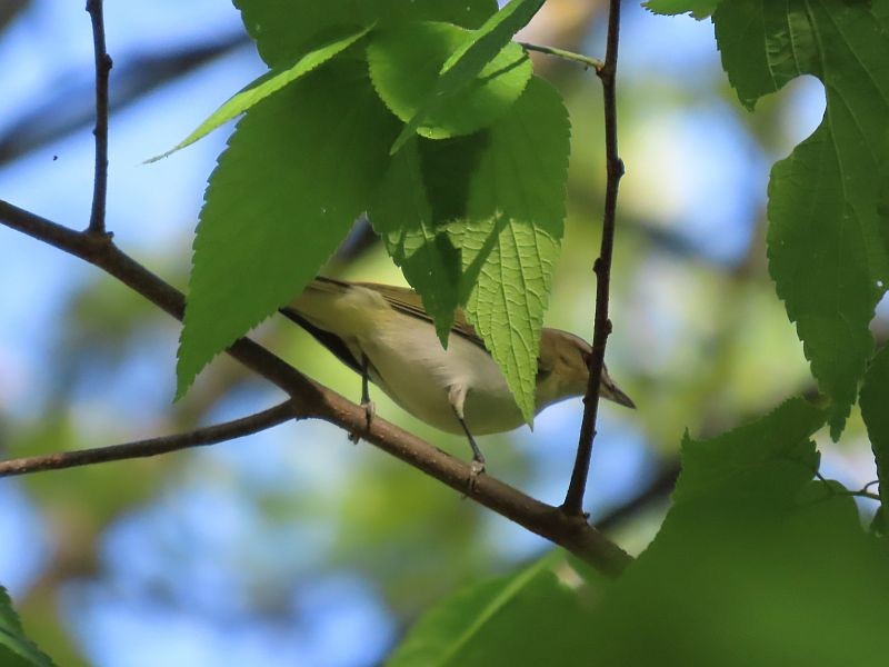 Red-eyed Vireo - ML619095928