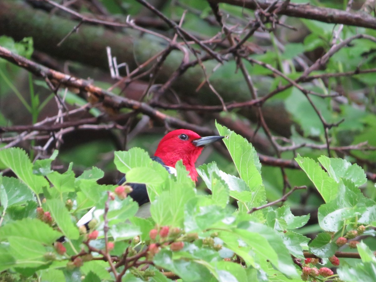 Red-headed Woodpecker - Tammy Volk