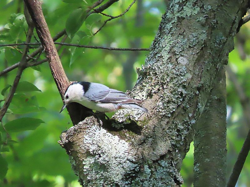 White-breasted Nuthatch - ML619095957