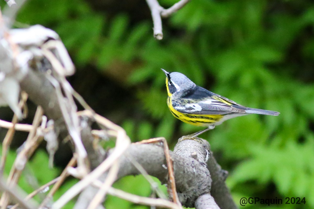 Magnolia Warbler - Guy Paquin