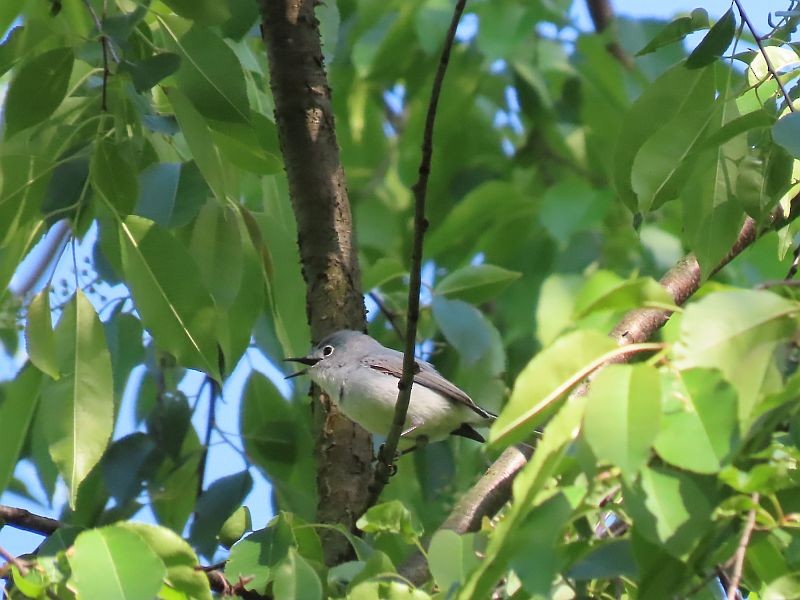 Blue-gray Gnatcatcher - ML619095969