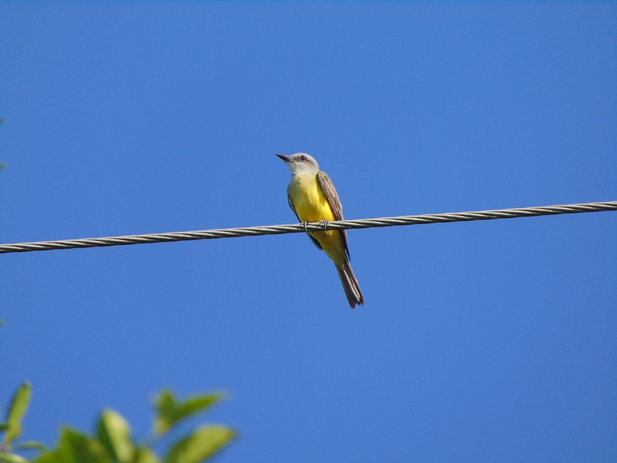 Rufous-browed Peppershrike - ML619095979