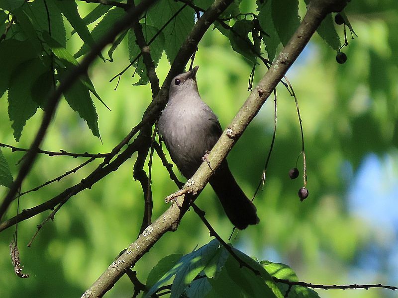 Gray Catbird - ML619095982