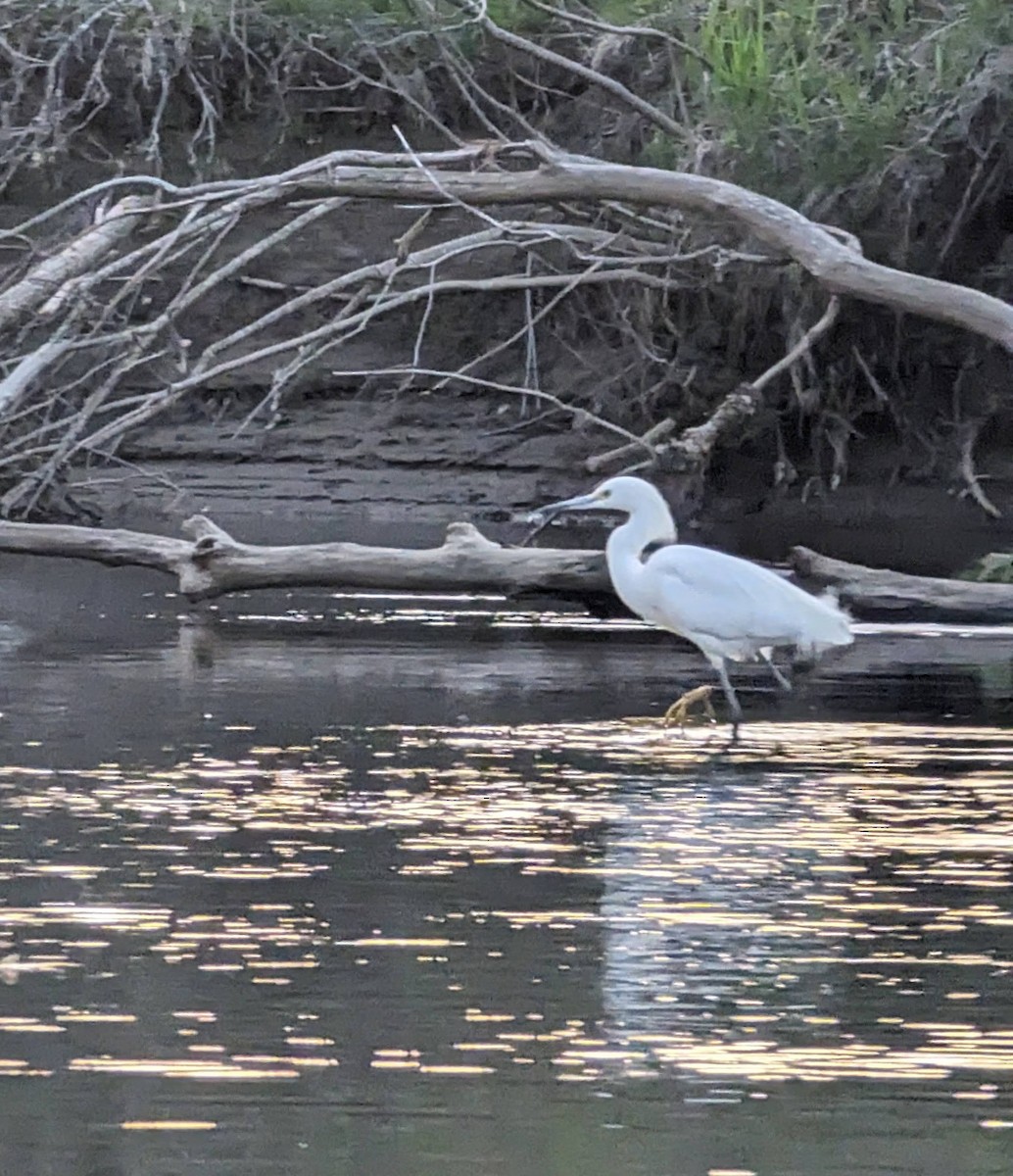 Snowy Egret - ML619095986