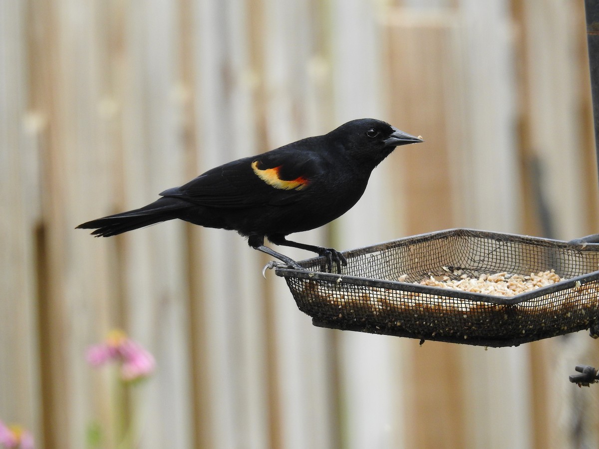 Red-winged Blackbird (Red-winged) - Caden Williams