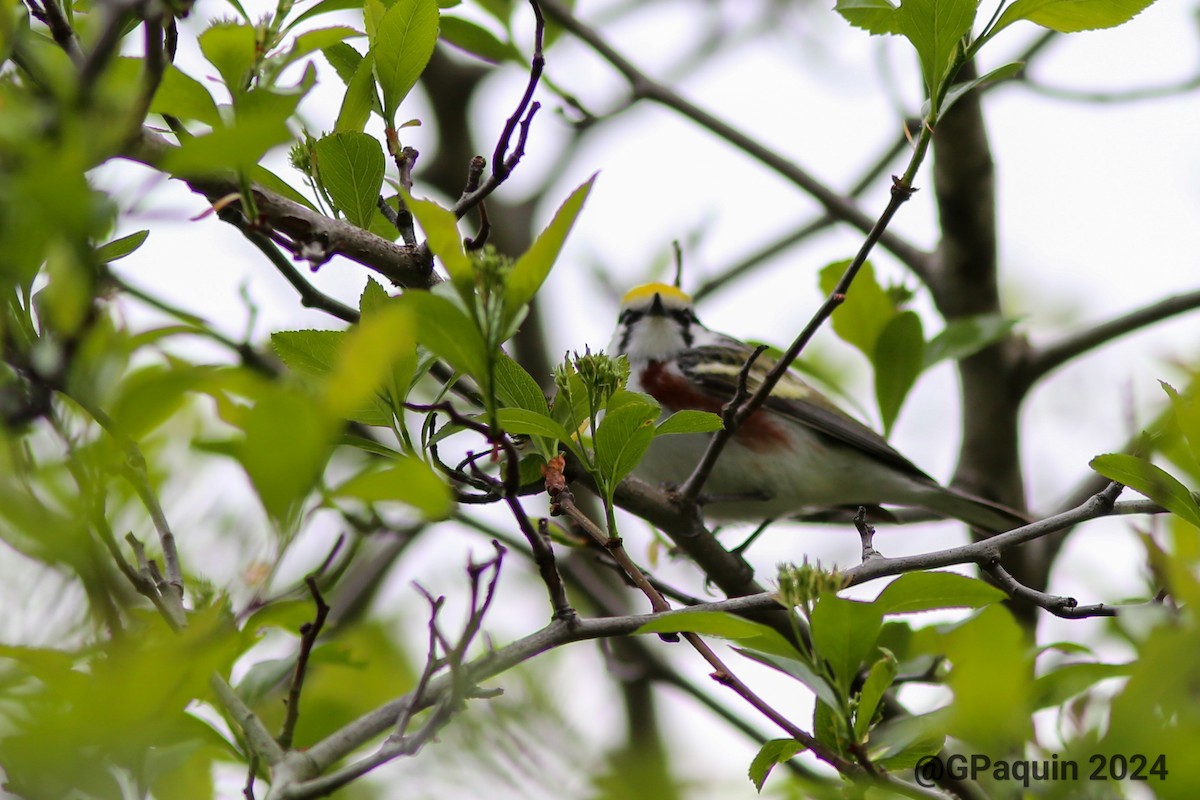 Chestnut-sided Warbler - Guy Paquin
