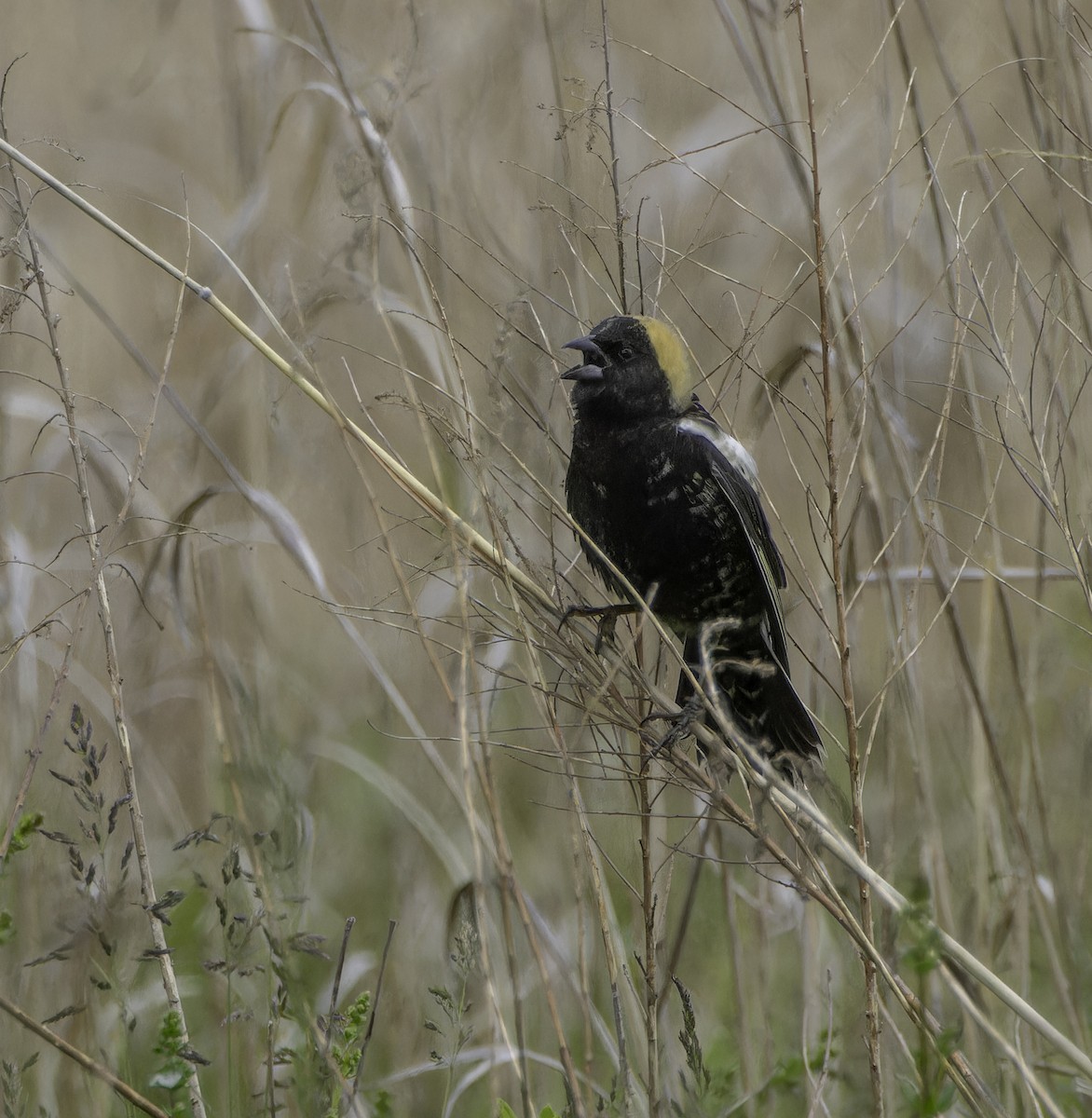 Bobolink - Marisa Hernandez