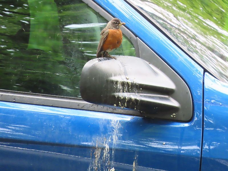 American Robin - ML619096024