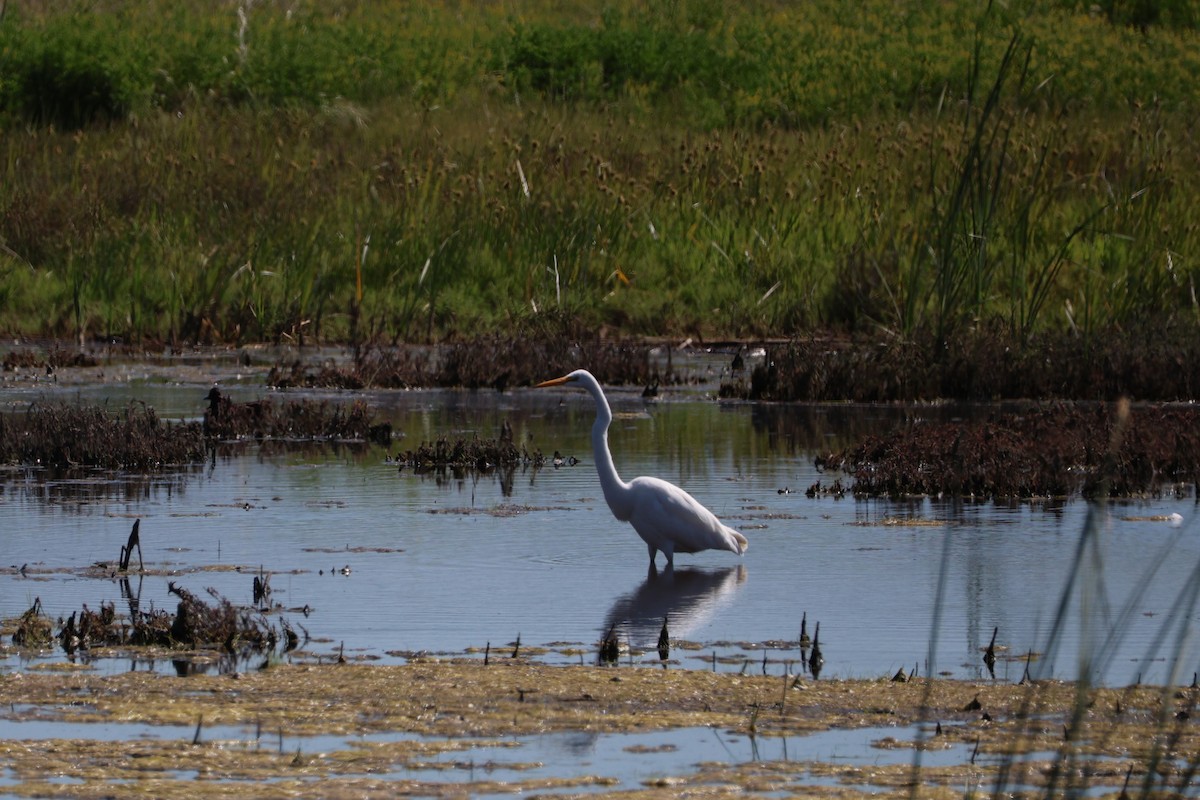 Great Egret - Matt Mahlke