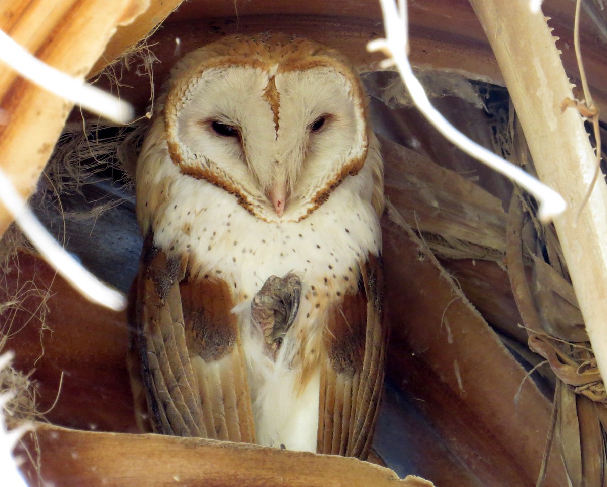 Barn Owl - ML619096087