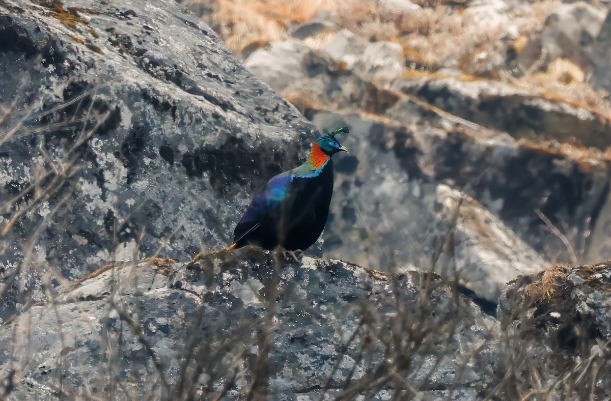 Himalayan Monal - ML619096094