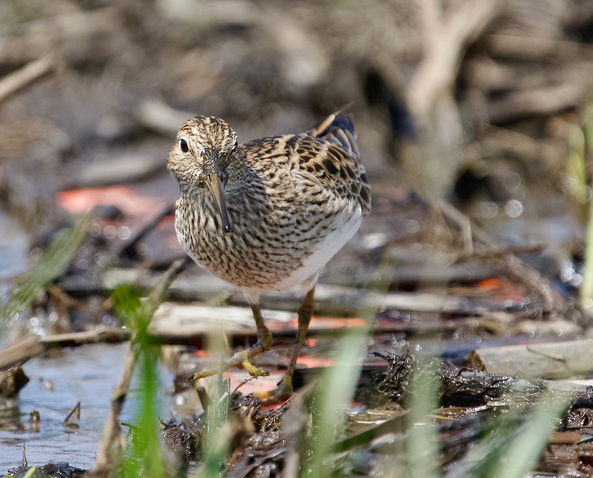 Pectoral Sandpiper - Ken Wright