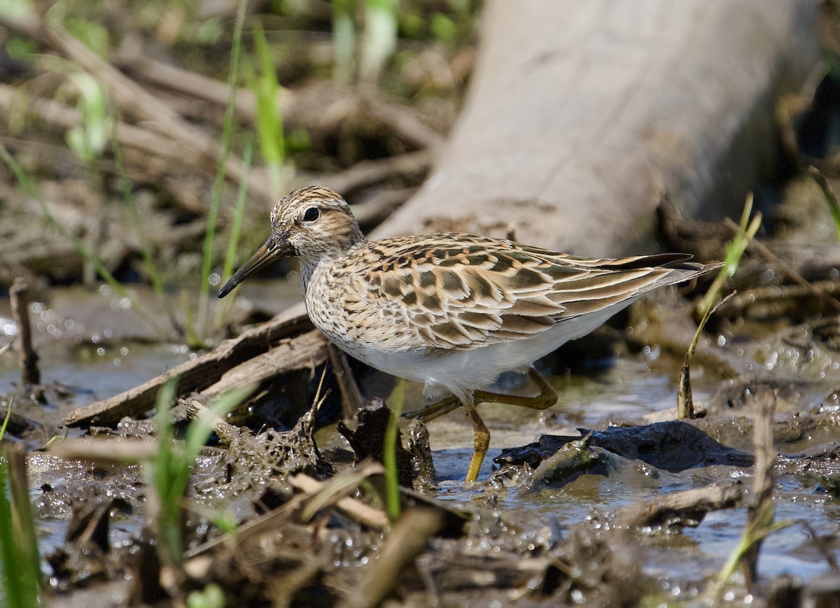 Pectoral Sandpiper - Ken Wright