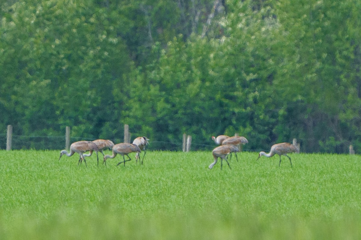 Sandhill Crane - ML619096113