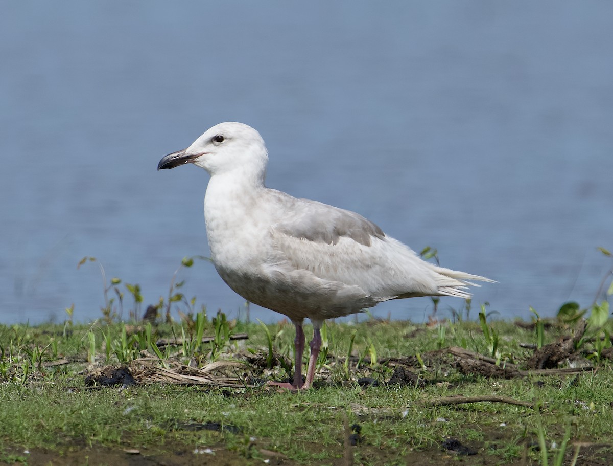 Glaucous-winged Gull - Ken Wright