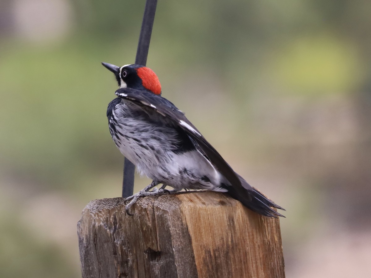 Acorn Woodpecker - Mohini Rawool-Sullivan