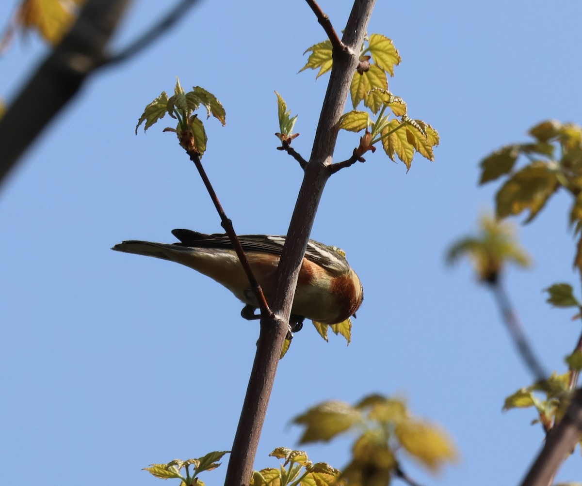 Bay-breasted Warbler - Robert Anctil