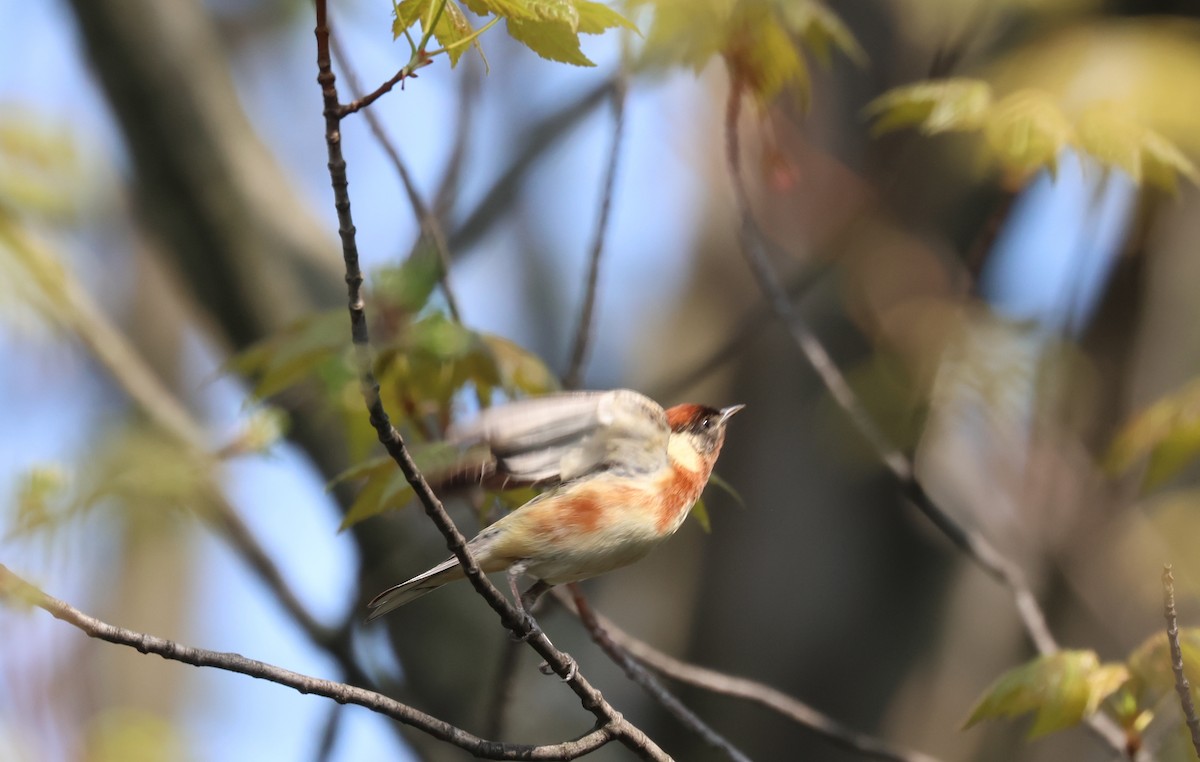 Bay-breasted Warbler - Robert Anctil