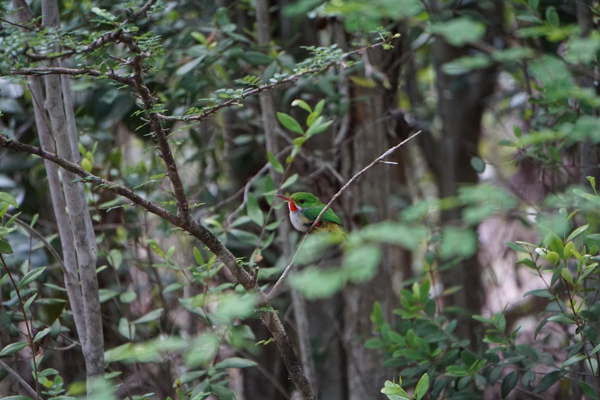 Puerto Rican Tody - Miguel Costas Sabatier