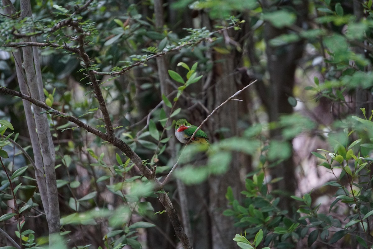 Puerto Rican Tody - Miguel Costas Sabatier