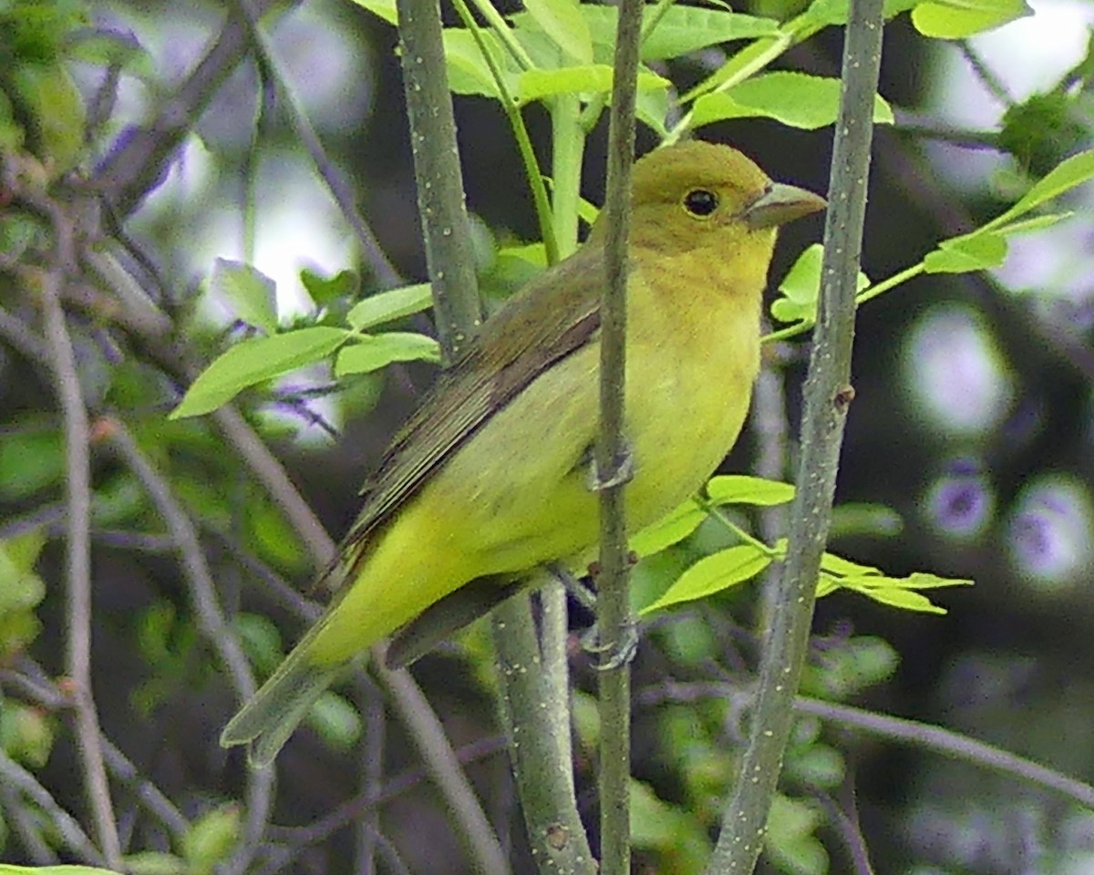 Scarlet Tanager - Colleen C