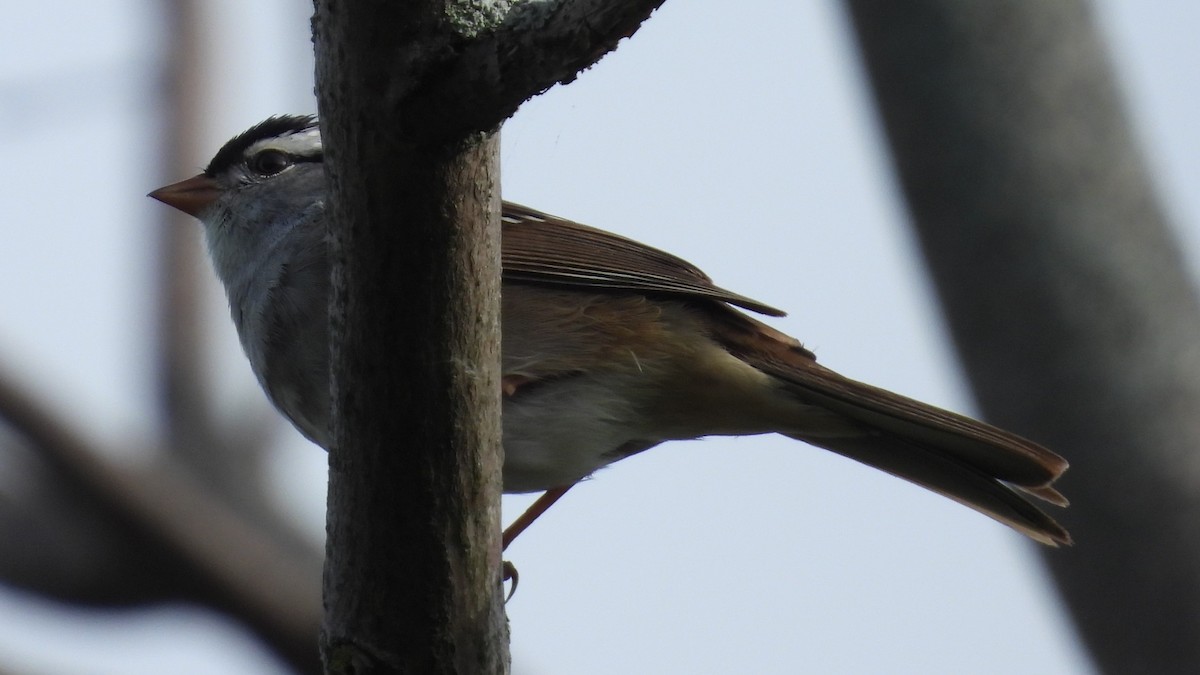 White-crowned Sparrow - ML619096155