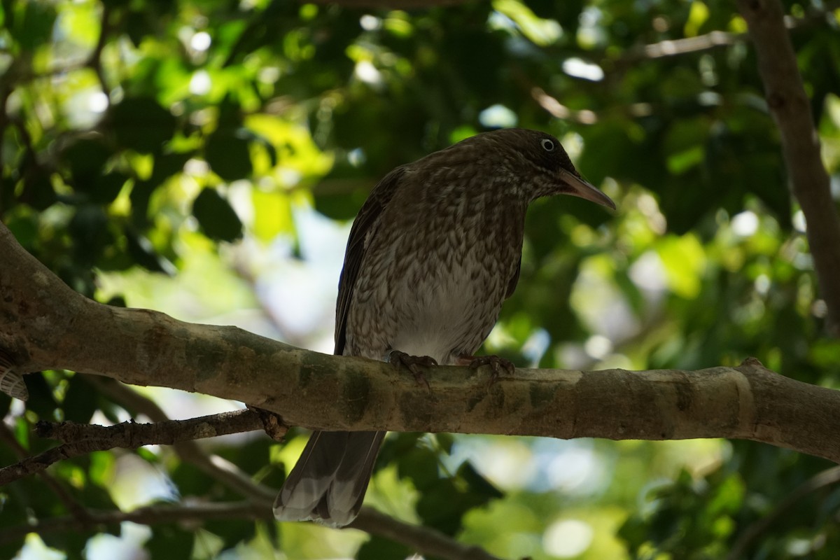 Pearly-eyed Thrasher - Miguel Costas Sabatier