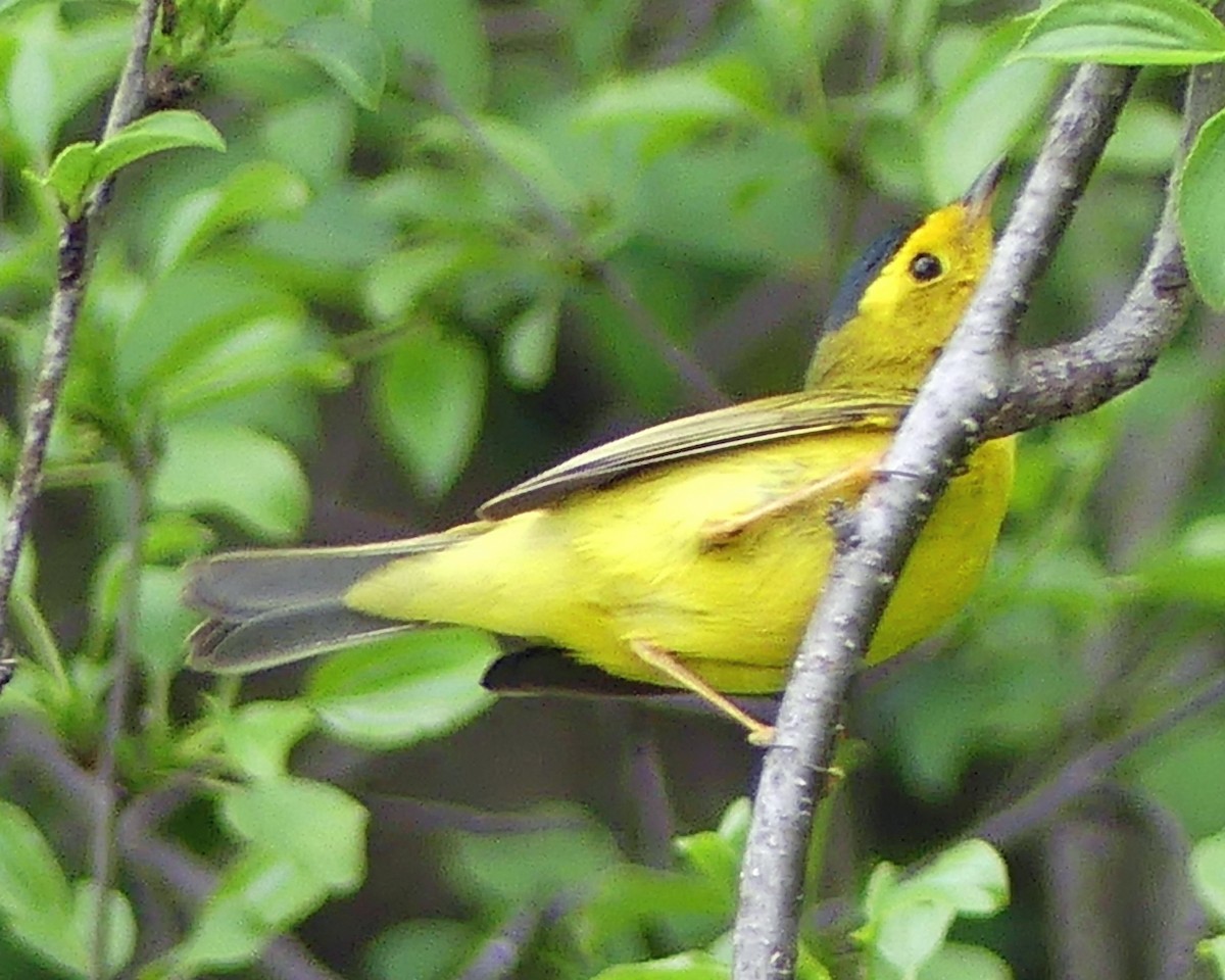 Wilson's Warbler - ML619096200