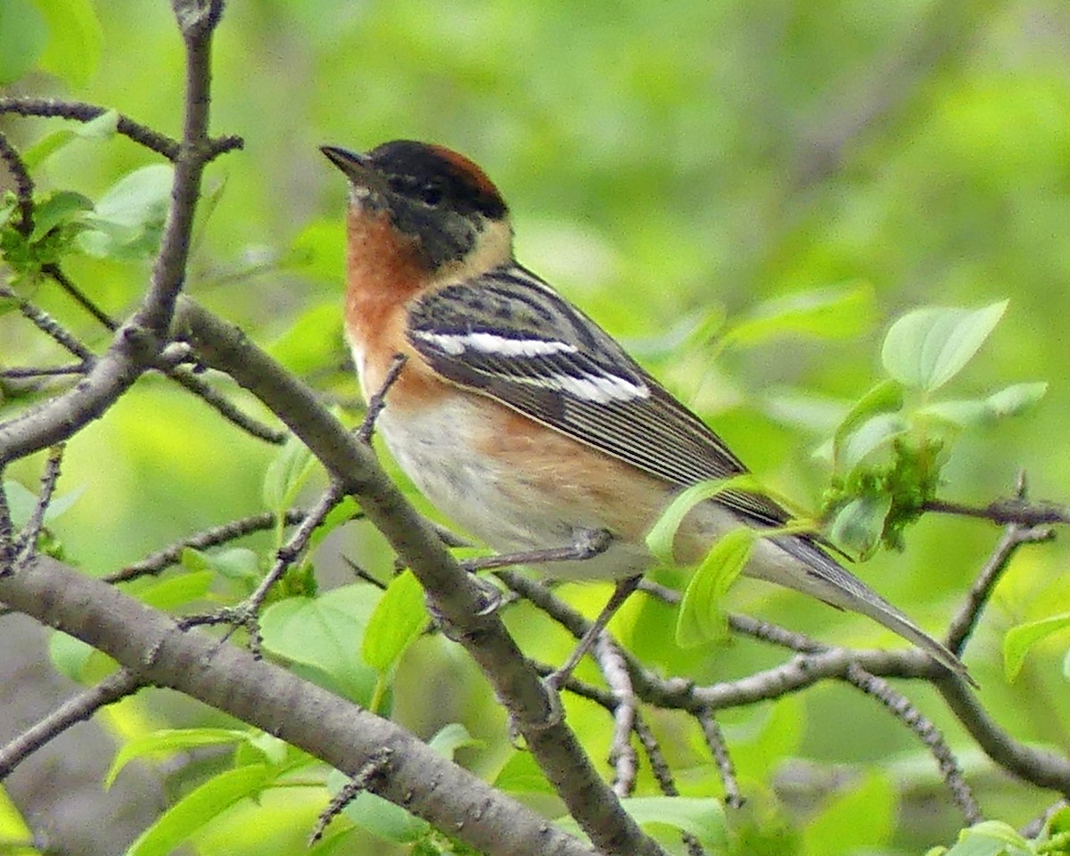 Bay-breasted Warbler - ML619096208