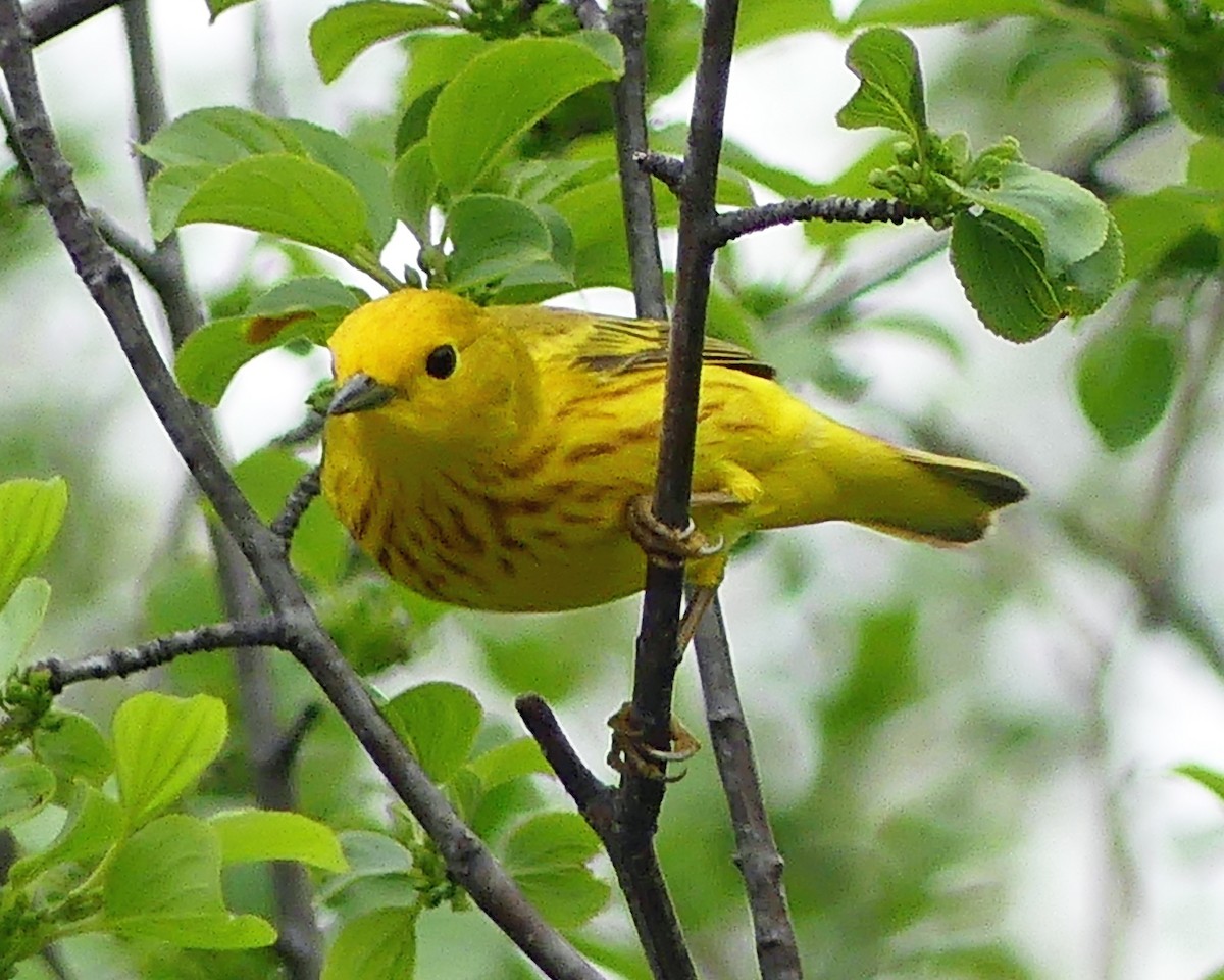 Yellow Warbler - ML619096209